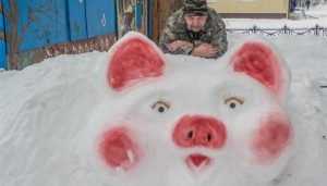 Всем жителям Брянской области подложили роскошную розовощекую свинью