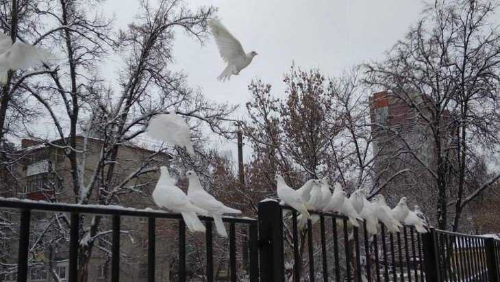 В Брянске выбросили на мороз стаю белых голубей