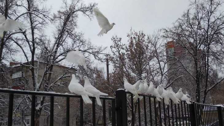 Стала известна судьба выброшенной в Брянске на мороз стаи белых голубей