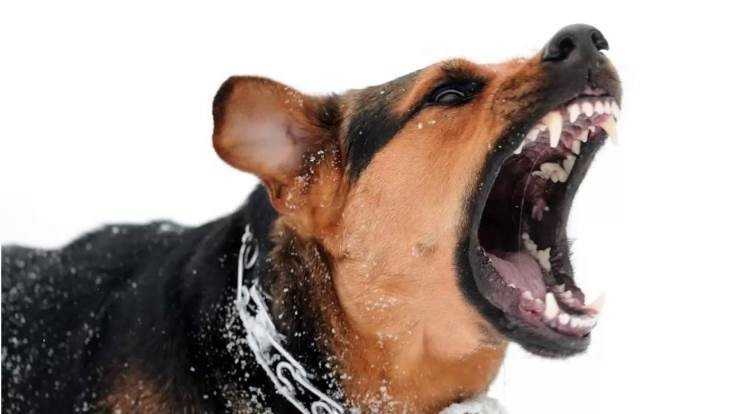В Брянске агрессивная собака покусала женщину на улице Горбатова