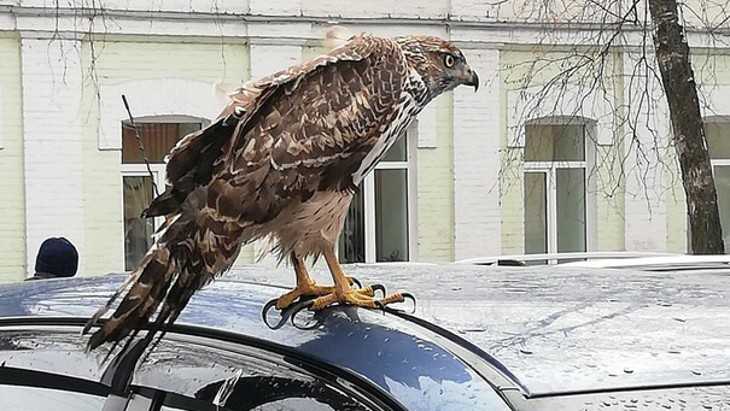В Брянске сфотографировали хищную птицу на автомобиле
