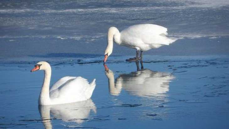 В Навлинском районе на озере остались зимовать два лебедя