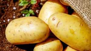 Специалисты сказали правду о брянском картофеле