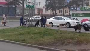 В центре Брянска свора собак стала нападать на женщин с колясками