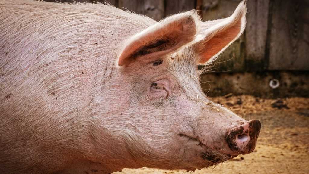 Ученые научились бороться с бактериями и микробами с помощью свиней