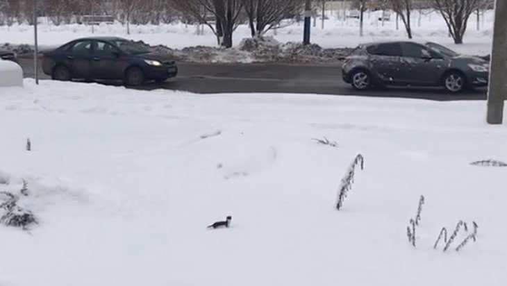 В Брянске на улице Крахмалева сняли видео о бегающей по снегу ласке