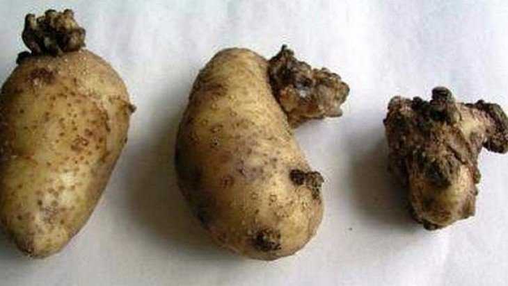 В Брянской области выявили зараженный раком картофель