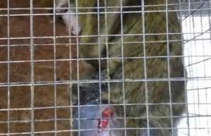 Жителей Брянска привел в ужас зоопарк с окровавленными животными