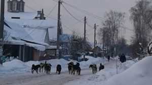 Голодные и злые: стаи собак захватили часть Фокинского района Брянска