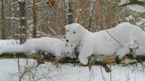 В брянском парке поселились белые медведи и кикиморы