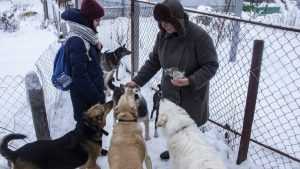 Бывшая брянская учительница приютила 48 бездомных собак