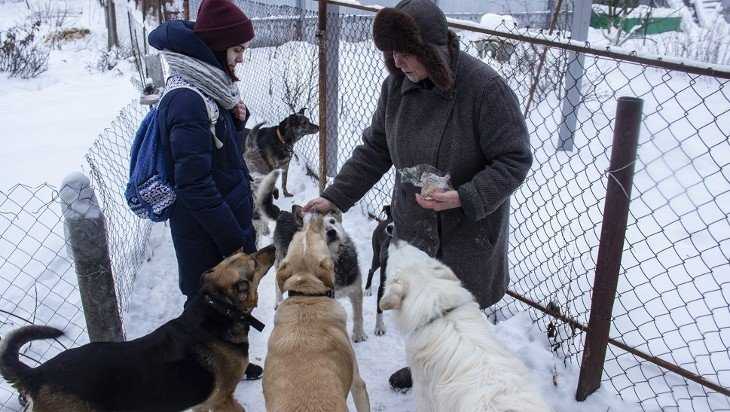 Бывшая брянская учительница приютила 48 бездомных собак