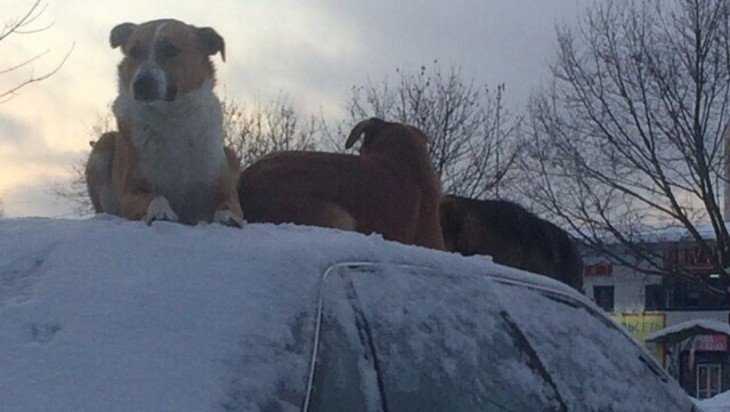 Собаки на крыше автомобиля позабавили брянцев