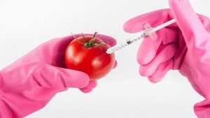 Ученые оценили влияние ГМО на организм человека