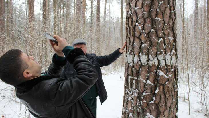 Брянские леса пополнили бюджет области и страны на 425 млн рублей