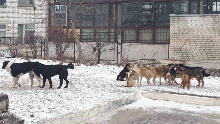 В Брянске большая стая собак оккупировала двор многоэтажки