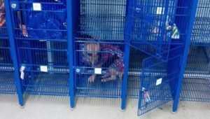 Брянцев поразила запертая в камере хранения супермаркета собака