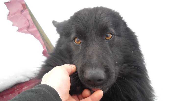 В Брянске начали сомнительный отлов бродячих собак
