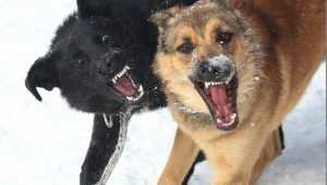 В Брянске двор на улице Мичурина захватили 26 бродячих собак