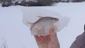 На озере под Брянском рыба заживо вмерзла в лед