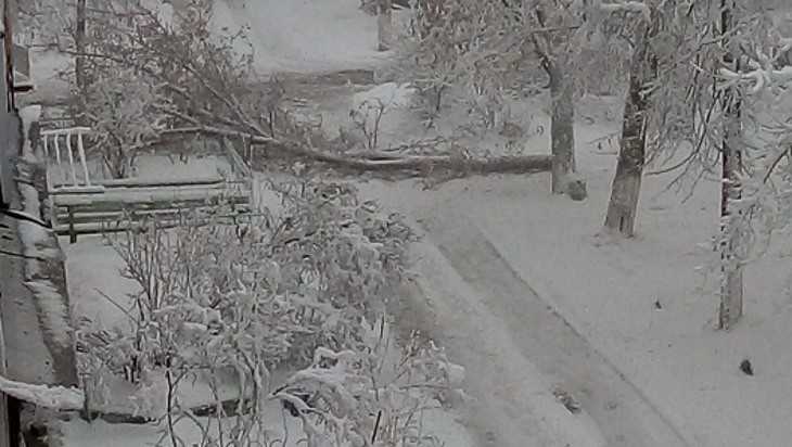 В Брянске после снегопада начали падать деревья