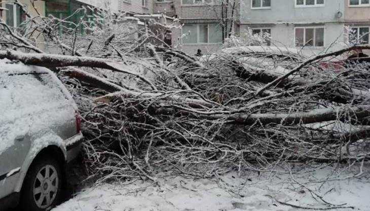 С улиц Брянска убрали упавшие во время снегопада деревья
