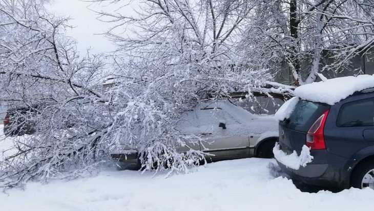 В Брянске под тяжестью снега дерево рухнуло на автомобили