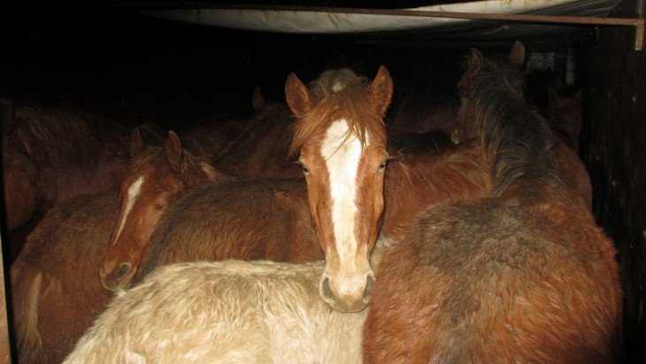 В Почепском районе предотвратили перевозку 18 лошадей