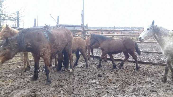 В Унече задержали грузовик с 18 лошадьми без ветеринарных документов