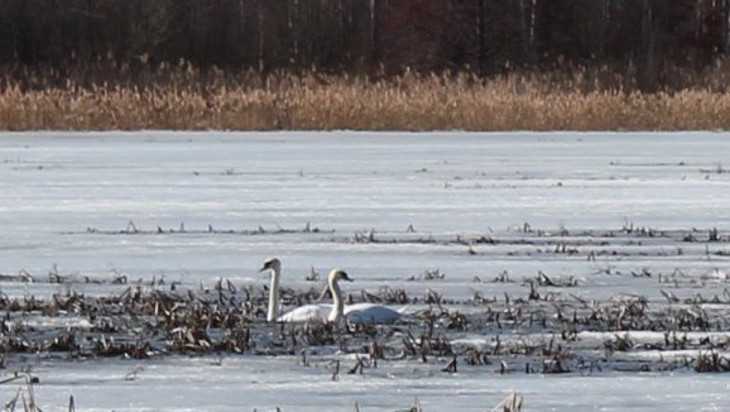 На Негинском озере возле Суземки поселились два лебедя