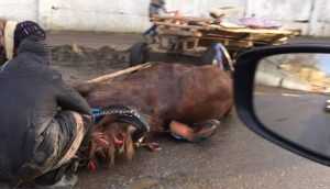 В Брянске автомобиль врезался в лошадь ехавших на повозке цыган