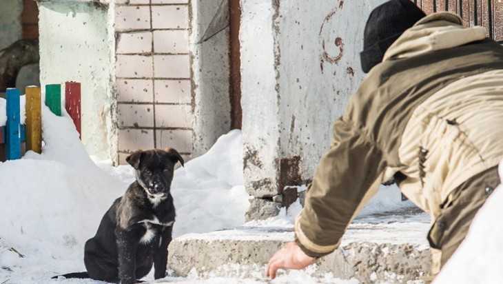 Отлов бродячих собак возле брянского мясокомбината потерпел неудачу