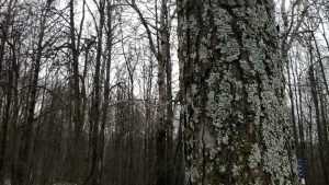 В брянском парке «Соловьи» начали выпиливать деревья