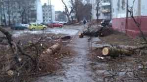 Жители дома в Брянске пожаловались на заваленный деревьями тротуар