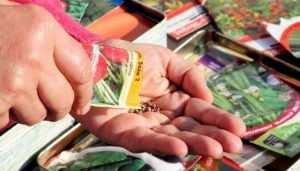 Брянский гипермаркет наказали за незаконную продажу семян