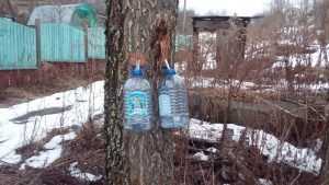 В Брянской области начали собирать березовый сок
