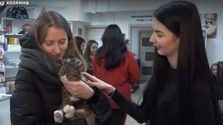 В Брянске семи бездомным кошкам нашли новых хозяев