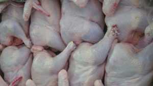 В Брянской области в курятине нашли опасную сальмонеллу