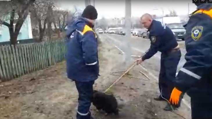 В Брянске сняли видео спасения застрявшей в трубе собаки