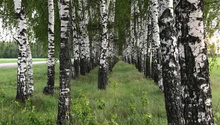 На майские праздники брянцам могут запретить посещение леса