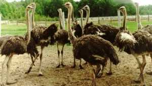 В Стародубском районе создали страусиную ферму