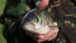 На озере в Севске загадочно погибла рыба
