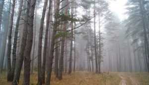В Брянской области вырубленные леса восстановят за 133 млн рублей
