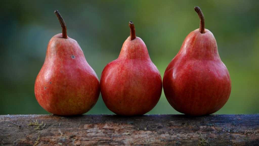 Россельхознадзор запретил ввоз яблок и груш из Белоруссии