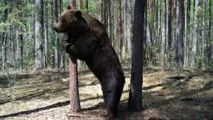 В «Брянском лесу» проснулись 13 медведей