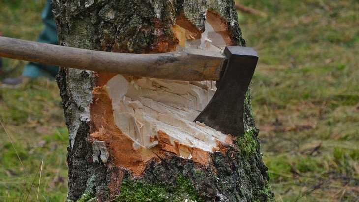 В Дубровке пенсионера осудили на 3 года за вырубку 30 деревьев