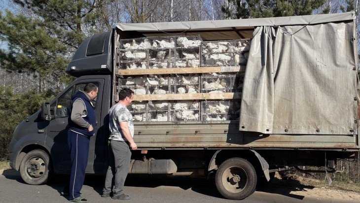 Брянские стражи задержали два «кудахтающих» грузовика из Белоруссии