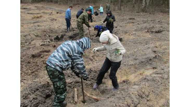 В Брасовском районе высадили около 4 тысяч маленьких сосен