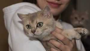 В Брянске на фестивале Happy cat нашли хозяев 14 животным