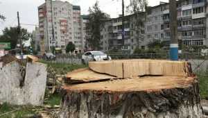 В Брянске пообещали заменить тополя другими деревьями